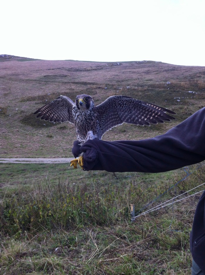 Falco pellegrino (Falco peregrinus)