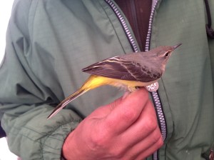 IMG_5353ballerinagialla