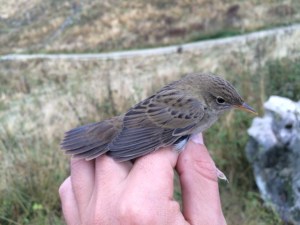 IMG_0747forapagliemacchiettato