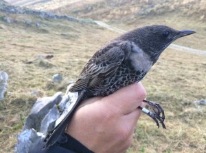 IMG_0781merlodalcollare