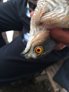 IMG_1015sparvieremaschio adulto