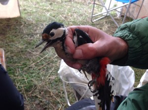 IMG_5386picchiorossomaggiore